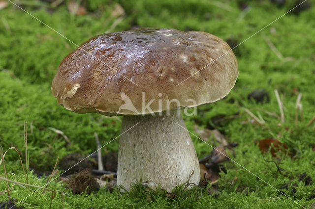 Gewoon eekhoorntjesbrood (Boletus edulis)