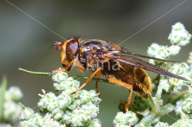 Hoverfly (Ferdinandea cuprea)