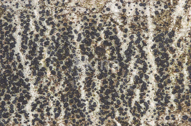 Disk lichen (Lecidella elaeochroma)