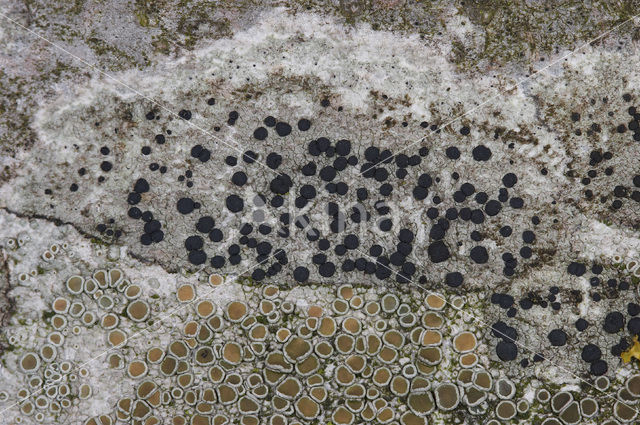 Disk lichen (Lecidella elaeochroma)