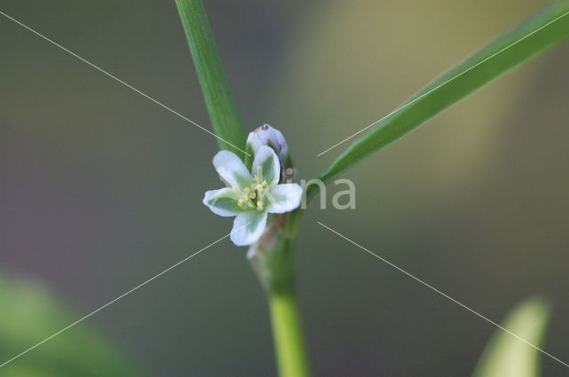 Gewoon varkensgras (Polygonum aviculare)