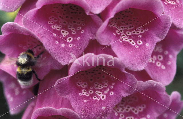 Foxglove (Digitalis purpurea)
