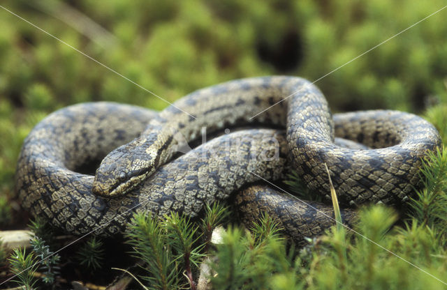Smooth Snake (Coronella austriaca)