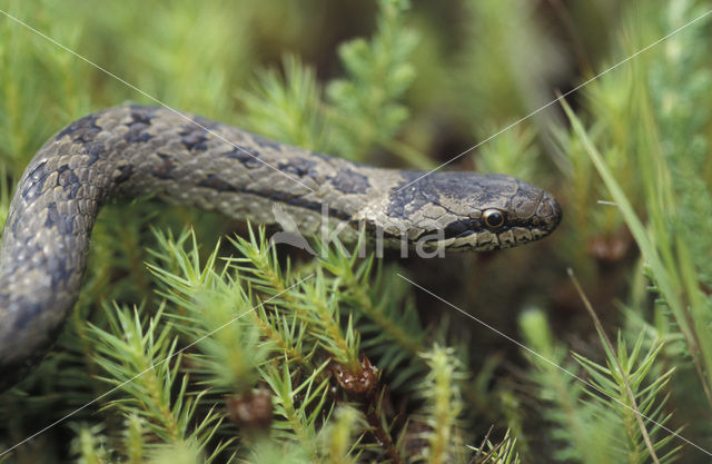 Gladde slang (Coronella austriaca)