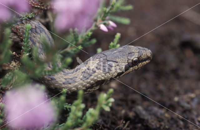 Smooth Snake (Coronella austriaca)