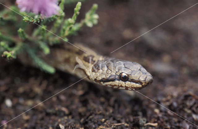 Gladde slang (Coronella austriaca)