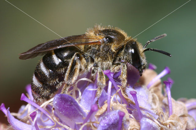 Glanzende bandgroefbij (Lasioglossum zonulum)