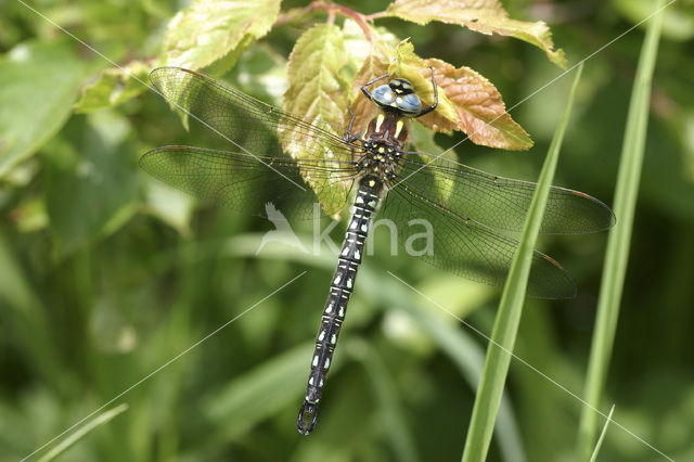Hairy Dragonfly (Brachytron pratense)