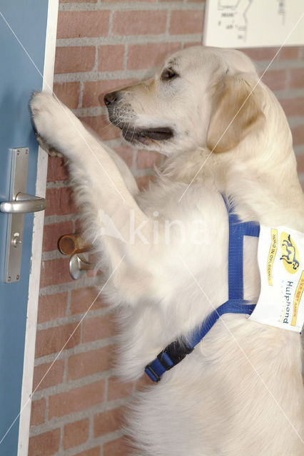 Golden retriever (Canis domesticus)