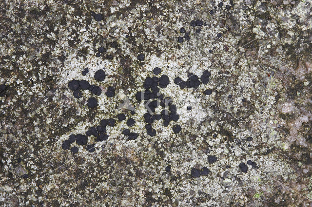 Granietblauwkorst (Porpidia macrocarpa)