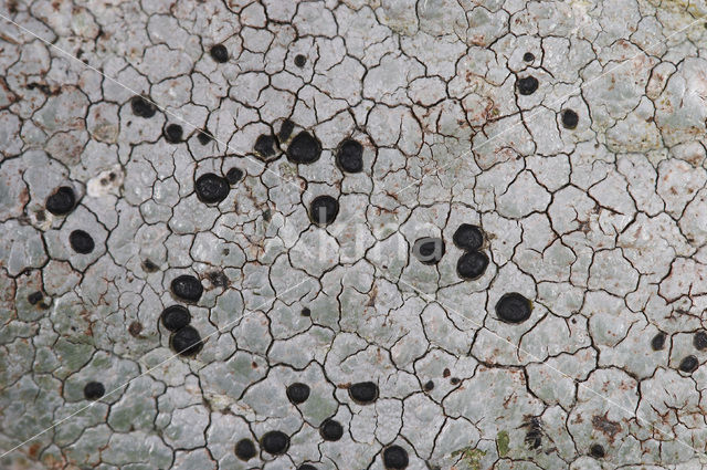 Boulder lichen (Porpidia macrocarpa)