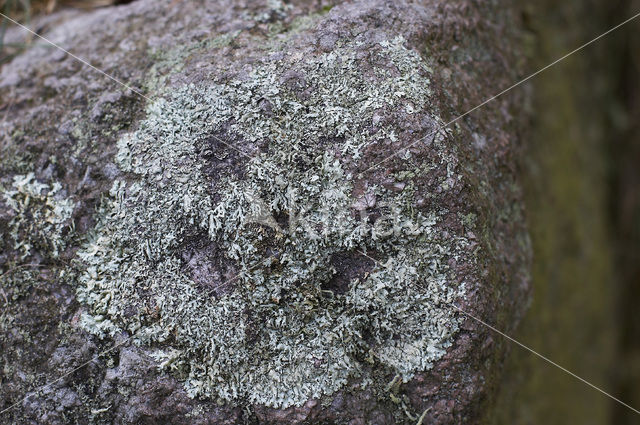 Granietschildmos (Xanthoparmelia conspersa)