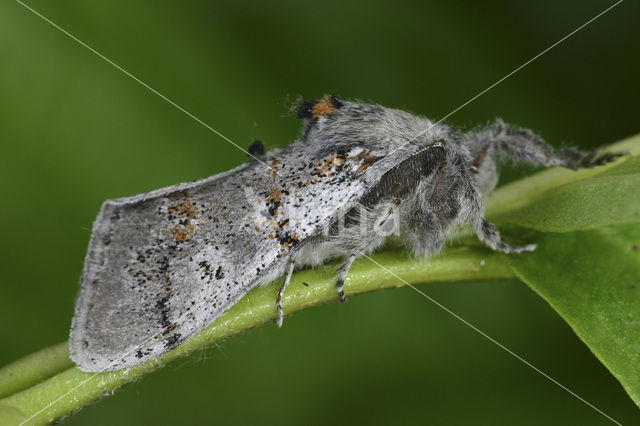 Grauwe borstel (Dicallomera fascelina)