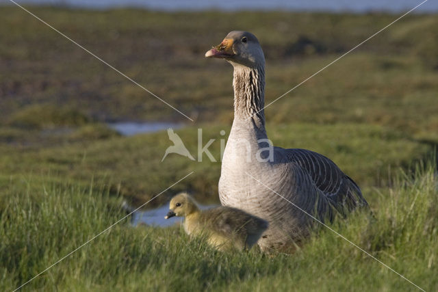 Grey Lag-Goose (Anser anser)