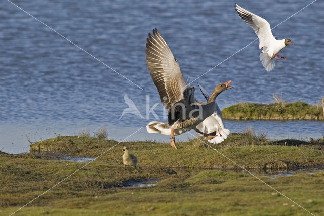 Grauwe Gans (Anser anser)