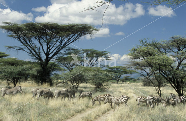 Grévy's zebra (Equus grevyi)