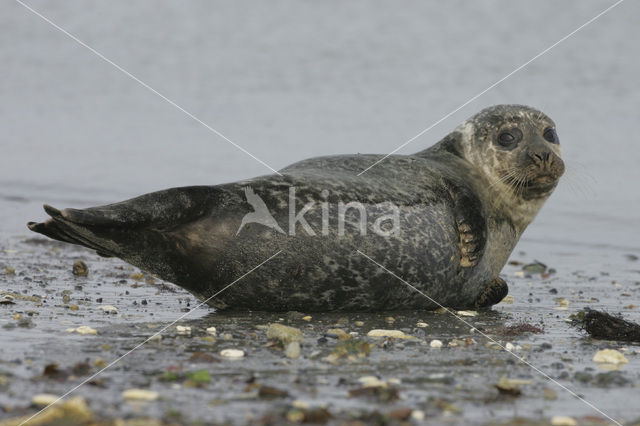 Grey Seal (Halichoerus grypus)