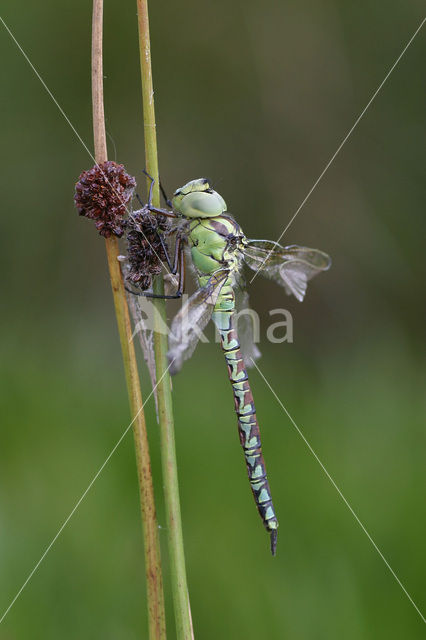 Green Hawker (Aeshna viridis)