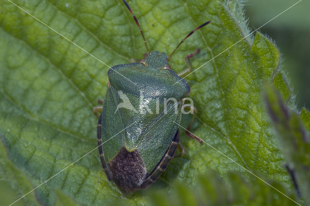 Green shieldbug (Palomena prasina)