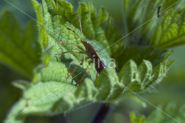 Green shieldbug (Palomena prasina)