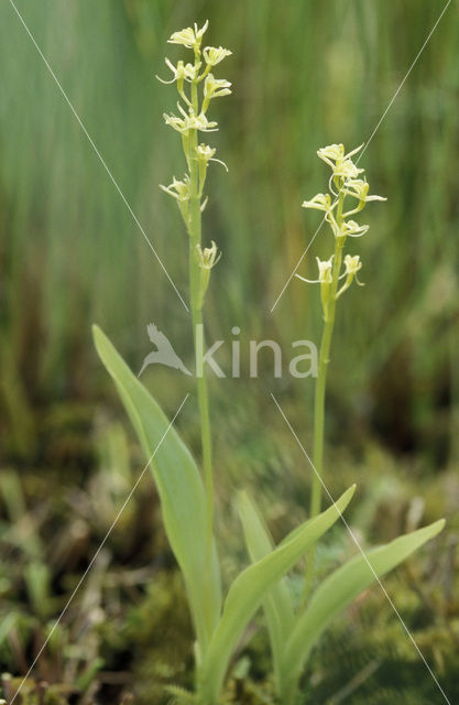 Groenknolorchis