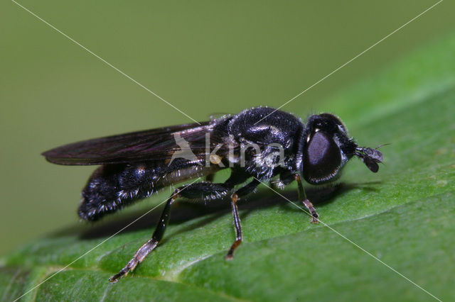 Grofgestippelde platbek (Pipiza noctiluca)