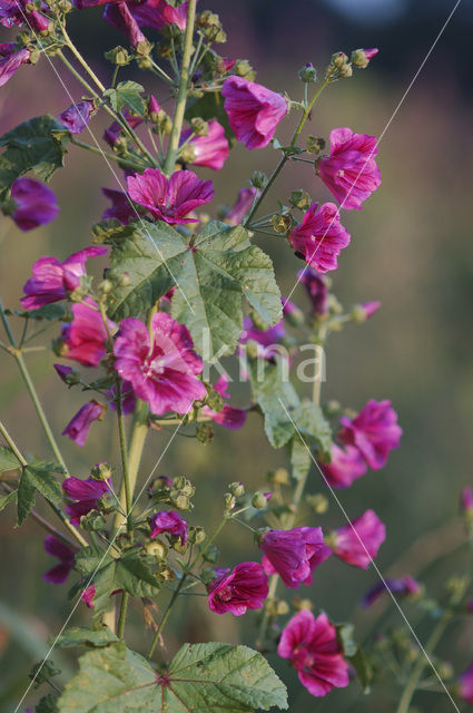 Groot kaasjeskruid (Malva sylvestris)