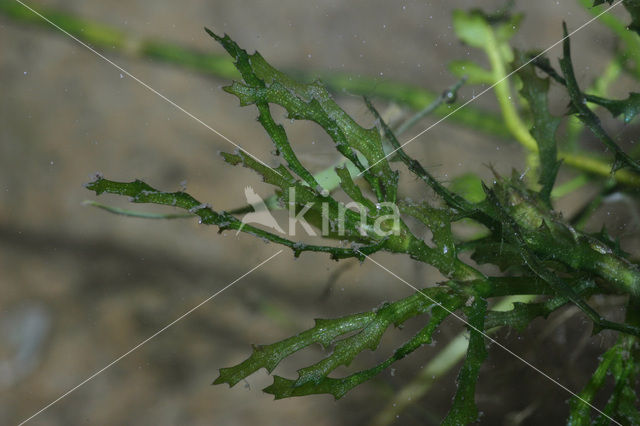 Holly-leaved Naiad (Najas marina)