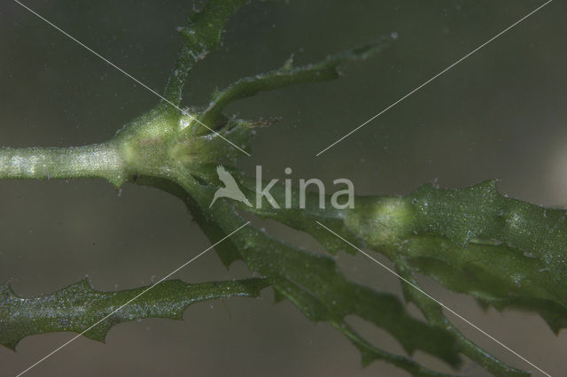 Holly-leaved Naiad (Najas marina)