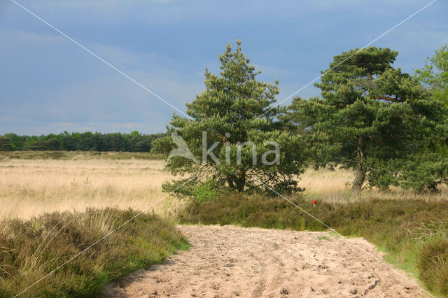 Groote Heide