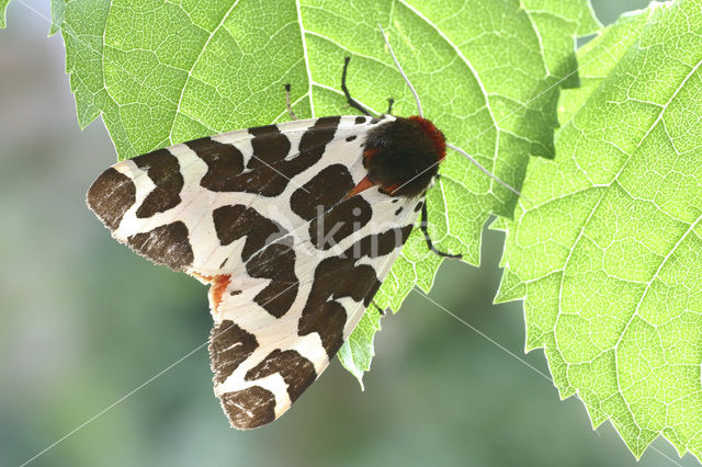 Garden Tiger (Arctia caja)