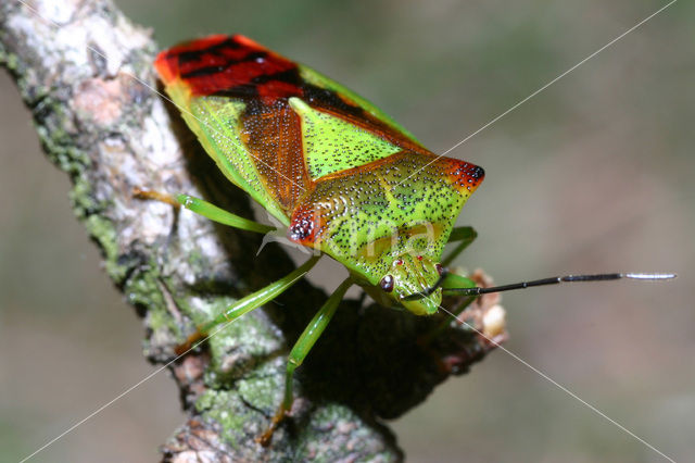 Hawthorn shield bug (Acanthosoma haemorrhoidale)