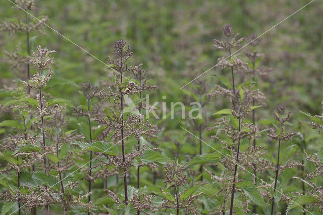 Grote brandnetel (Urtica dioica)