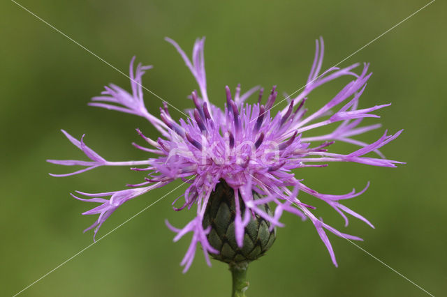 Greater Knapweed (Centaurea scabiosa)