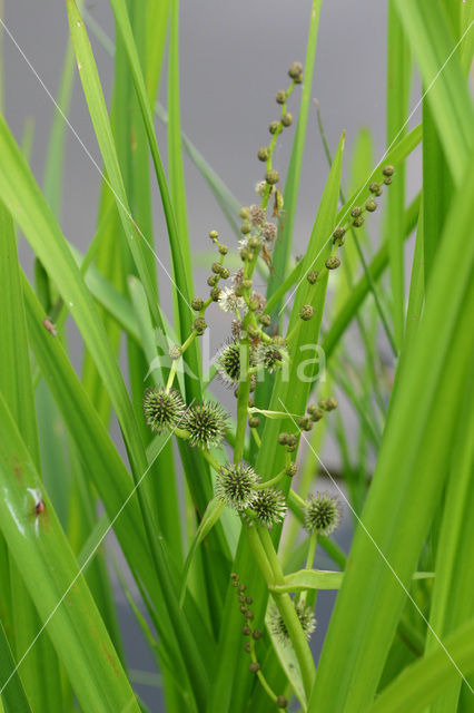 Grote egelskop (Sparganium erectum)