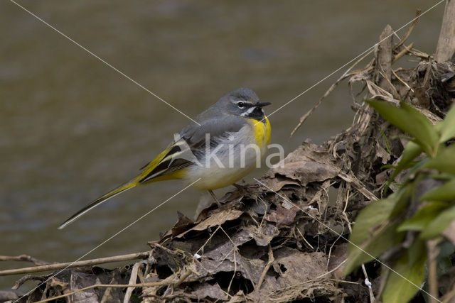 Grote Gele Kwikstaart (Motacilla cinerea)