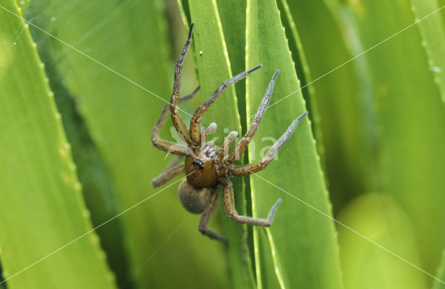 Great Raft Spider (Dolomedes plantarius)