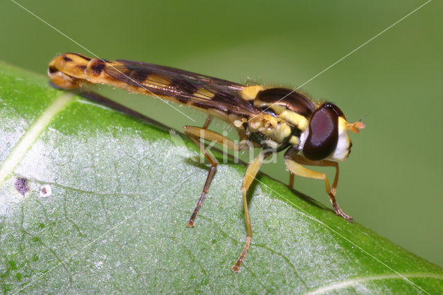 Grote langlijf (Sphaerophoria scripta)