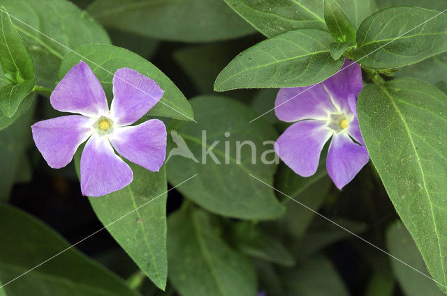 Grote maagdenpalm (Vinca major)