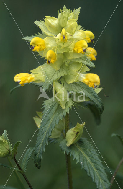 Greater Yellow-rattle (Rhinanthus angustifolius)