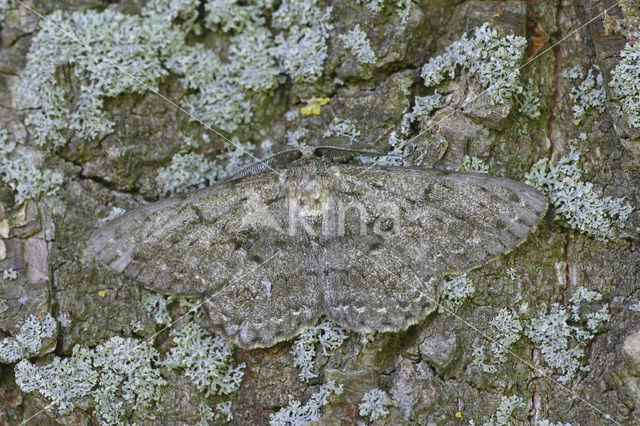 Grote spikkelspanner (Hypomecis roboraria)