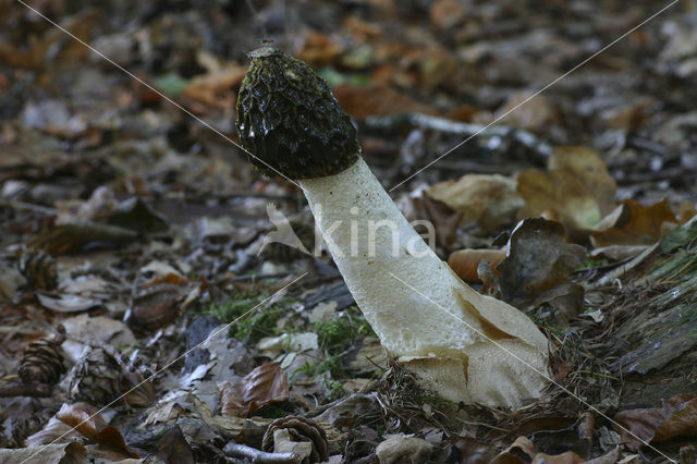 Grote stinkzwam (Phallus impudicus)