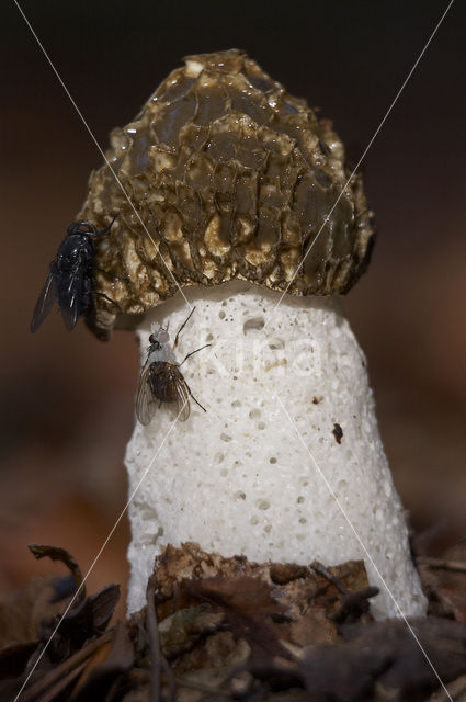 stinkhorn (Phallus impudicus)