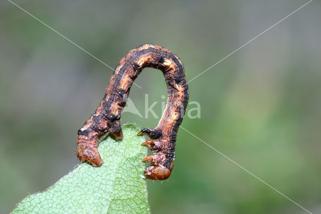 Grote voorjaarsspanner (Agriopis marginaria)