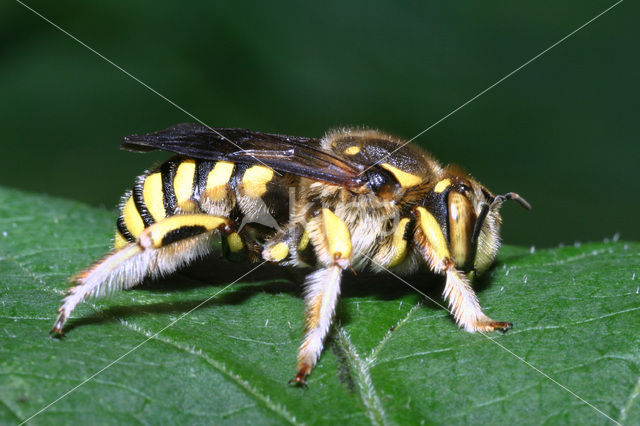 Grote wolbij (Anthidium manicatum)