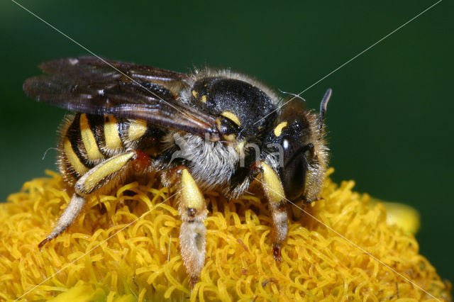 Grote wolbij (Anthidium manicatum)