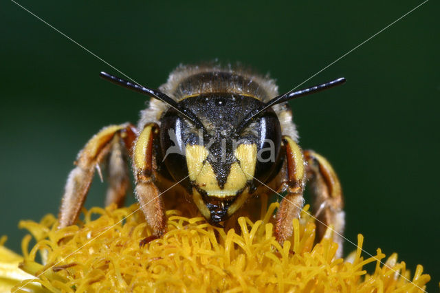 Grote wolbij (Anthidium manicatum)