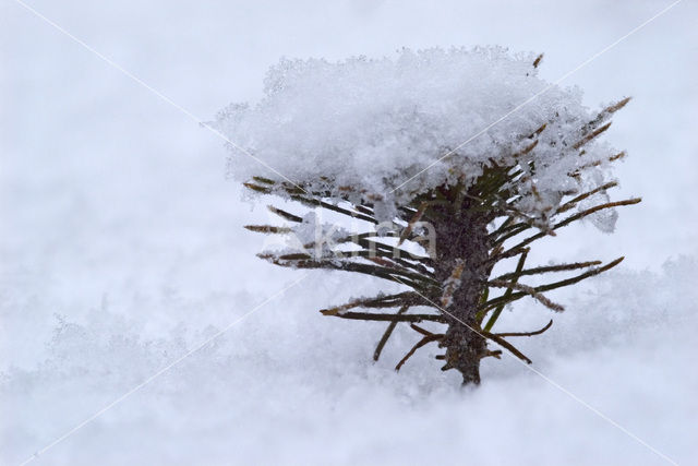 Grove den (Pinus sylvestris)