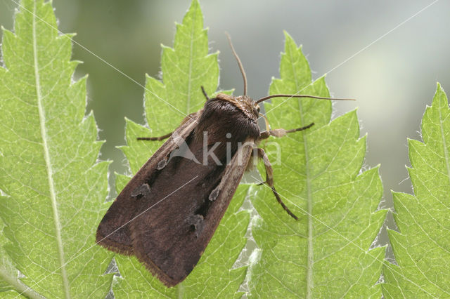 Flame Shoulder (Ochropleura plecta)