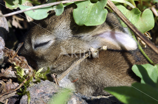 Haas (Lepus europaeus)